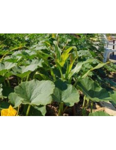 Terres Végétales recyclées