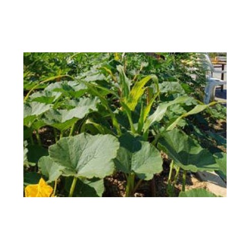 Terres Végétales recyclées