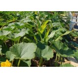 Terres Végétales recyclées